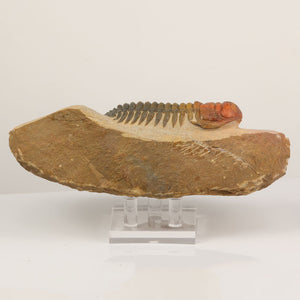 crotalocephalus trilobite fossil display specimen
