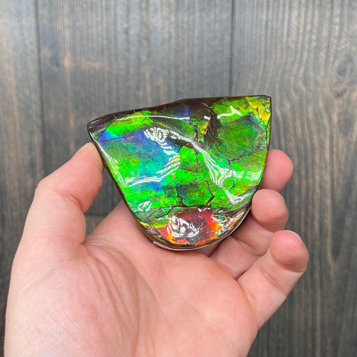 Ammonite ColorFul Specimen