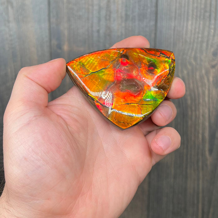 red ammolite palm specimen