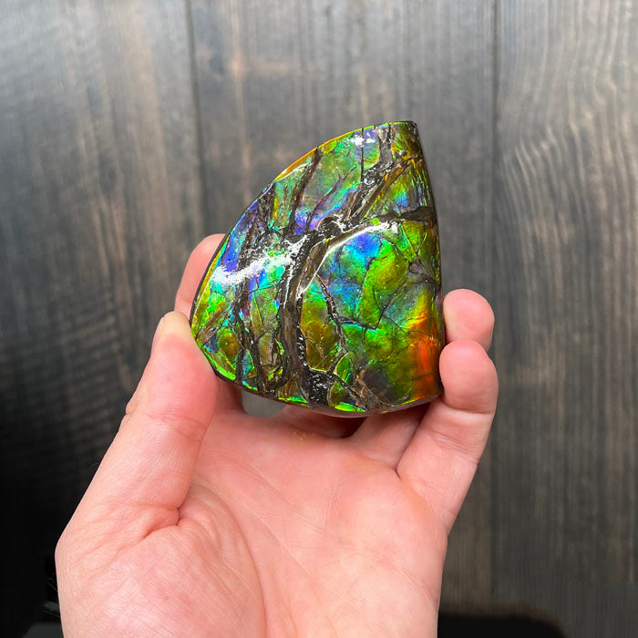 Hand holding a colorful ammonite against a wooden background