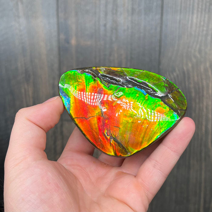 Ammolite Palm Specimen
