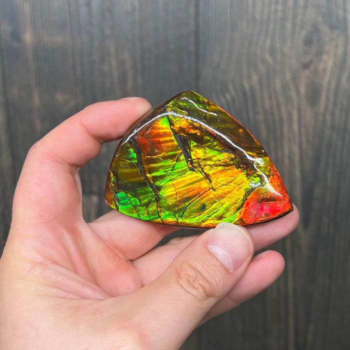 Ammonite Colorful Fossil Specimen