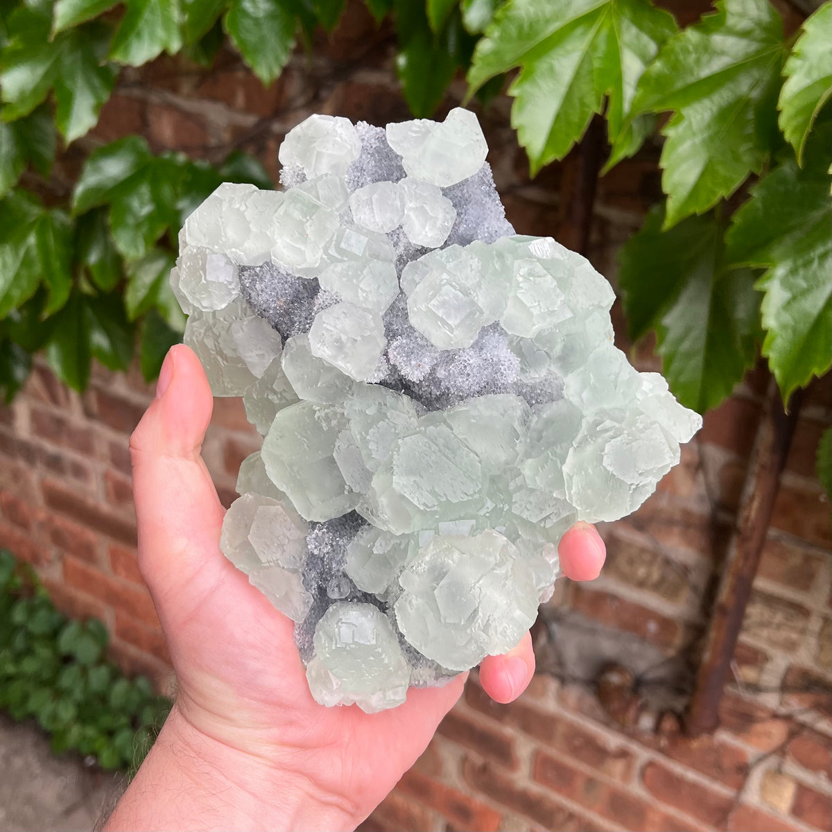 Mint green fluorite crystals on dark quartz matrix