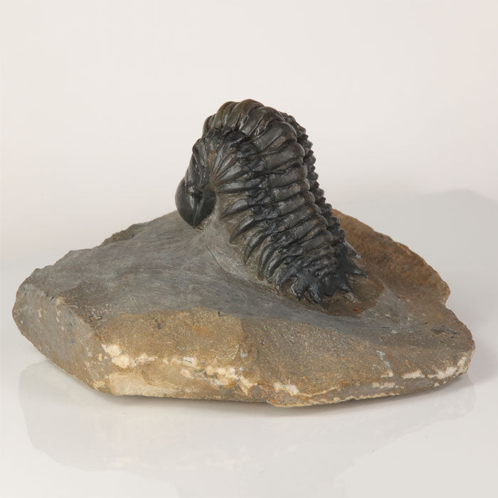 trilobite fossil in matrix Morocco display specimen
