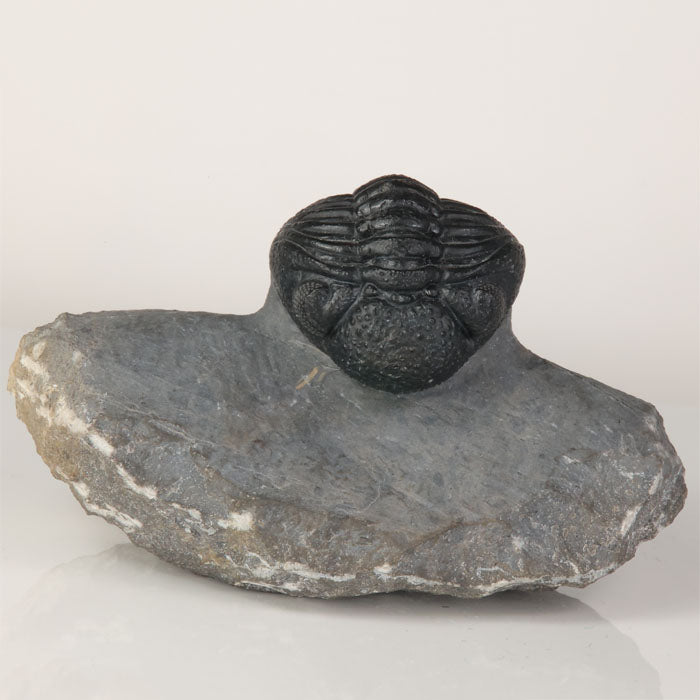 Devonian trilobite fossil Anti Atlas Morocco