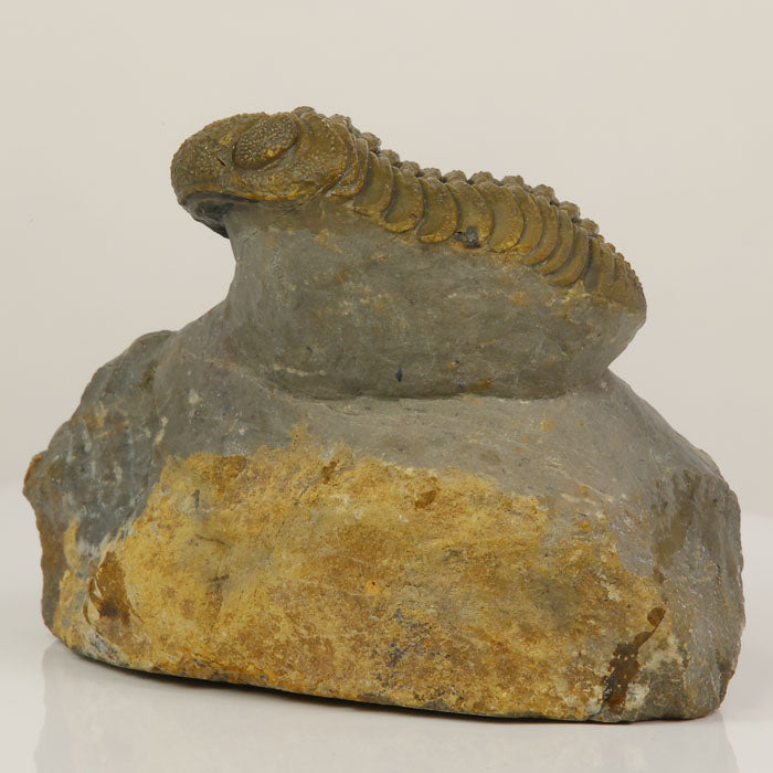 devonian trilobite fossil limestone matrix