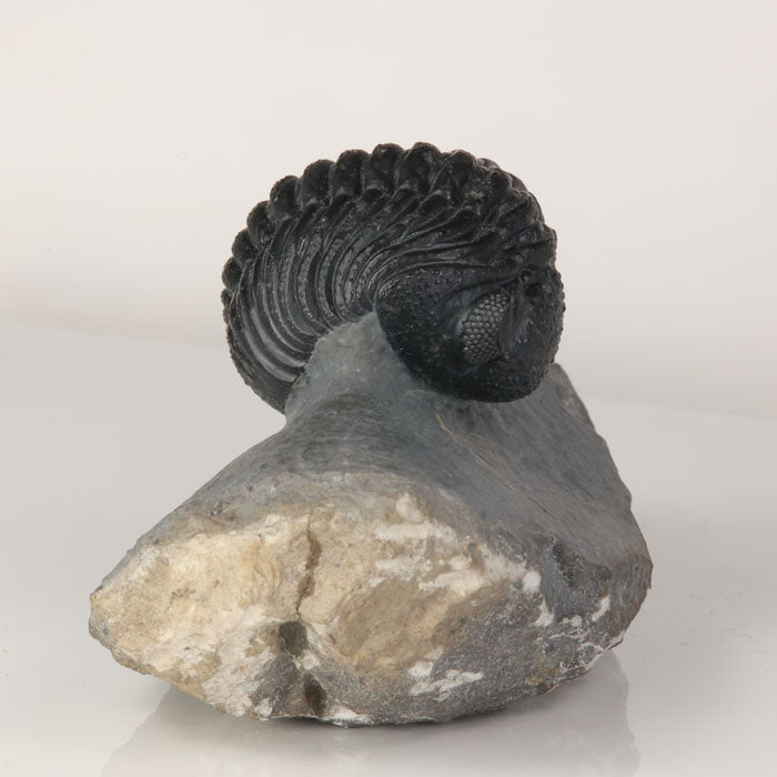 phacops trilobite fossil enrolled Morocco Devonian