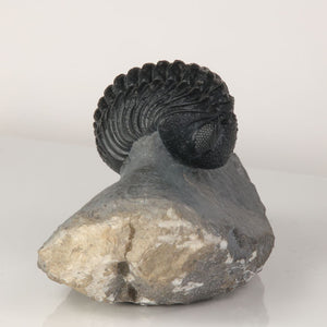 phacops trilobite fossil enrolled Morocco Devonian