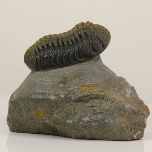 phacops trilobite fossil Morocco devonian