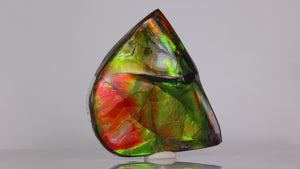 Ammonite Fossil Palm Specimen