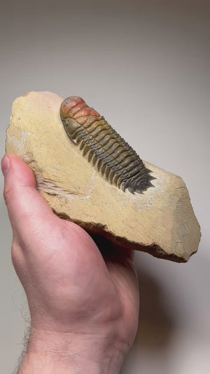 Moroccan trilobite fossil detailed segmentation