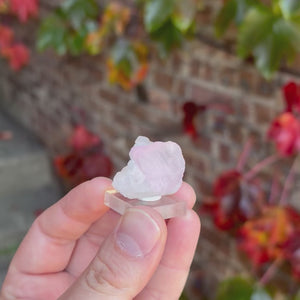 Soft Pink Kunzite Crystal Blades on Quartz - Mavi Pegmatite Afghanistan 20.11 Grams
