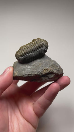 phacops trilobite specimen Anti Atlas