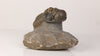 trilobite fossil display specimen Morocco