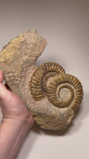 ammonite fossil ribbed shell detail morocco
