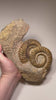 ammonite fossil ribbed shell detail morocco