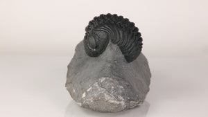 phacops trilobite detailed eyes fossil specimen