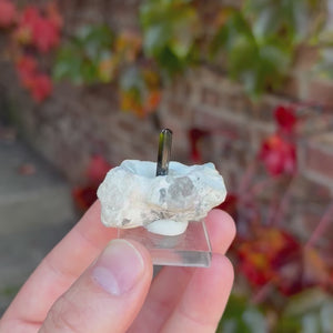 Olive Green Tourmaline Crystal Standing Upright on White Matrix Mavi Pegmatite Afghanistan 25.90 Grams