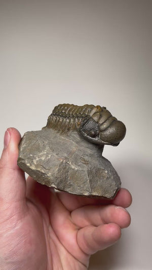 Devonian trilobite fossil Morocco Anti Atlas