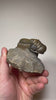 Devonian trilobite fossil Morocco Anti Atlas
