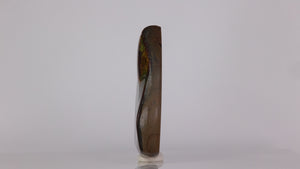 Ammonite Palm size display specimen