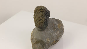 Moroccan phacops trilobite natural display