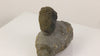 Moroccan phacops trilobite natural display