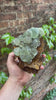 large mint green fluorite collector display specimen
