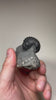 phacops trilobite detailed eyes fossil specimen