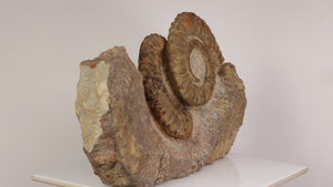 large ammonite fossil display specimen erfoud