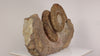 large ammonite fossil display specimen erfoud