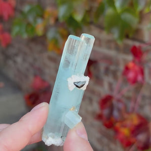 Tall Aquamarine Crystal Cluster with Black Mineral Inclusion Shigar Mine Pakistan 51.50 Grams