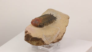 devonian trilobite fossil Anti Atlas Mountains