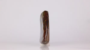 Ammonite Palm Specimen Fossil