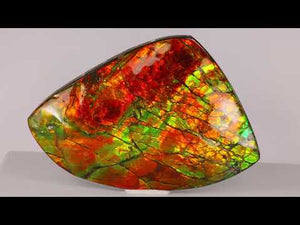 320g Intense Red & Green Ammolite Fossil Fragment