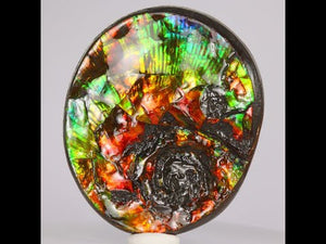 200g Ammolite Fossil Full of Color from Alberta, Canada