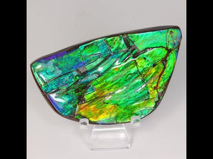 44g Intense Color Ammolite Fossil Fragment from Canada