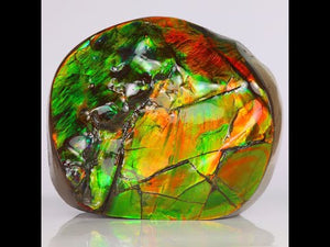 832g Bright Double Sided Ammolite Fossil Fragment from Canada