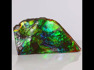 238g Multicolor Double Sided Ammolite Fossil