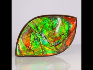 76g Ammolite Palm Fossil with Bright Colors