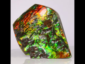 748g MultiColor Double Sided Ammolite Fossil Fragment from Canada