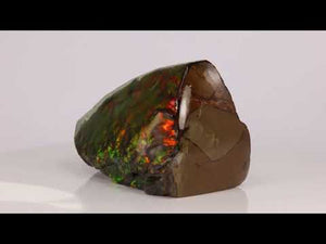 316g Mostly Red Double Sided Ammolite Fossil Fragment