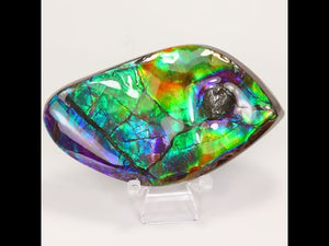 85g Colorful Ammolite Fossil with Mosasaur Bite Mark
