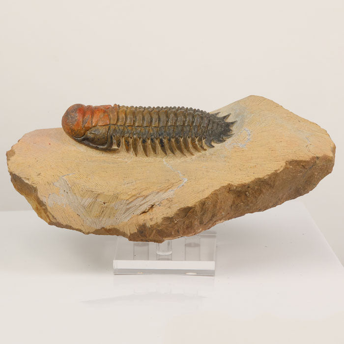 trilobite fossil crotalocephalus Morocco devonian
