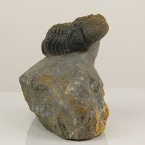 Moroccan phacops trilobite natural display