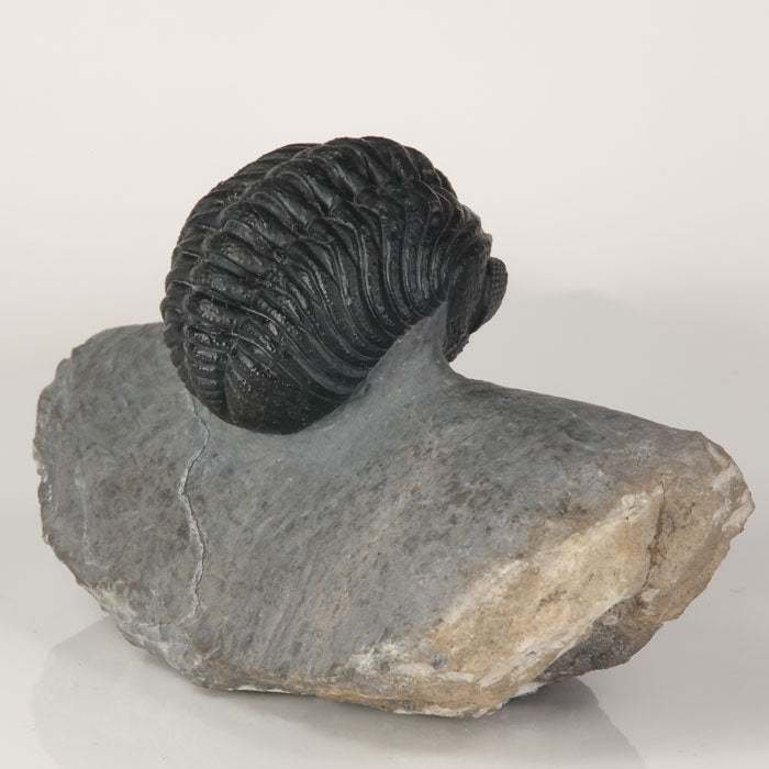 phacops trilobite detailed eyes fossil specimen