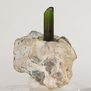 Upright olive-green tourmaline crystal emerging from white mineral matrix at Mavi Pegmatite, Afghanistan.