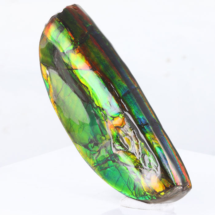 Fossil Ammolite bearpaw canada
