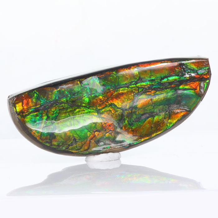 Bear Paw Ammolite Fossil Canada