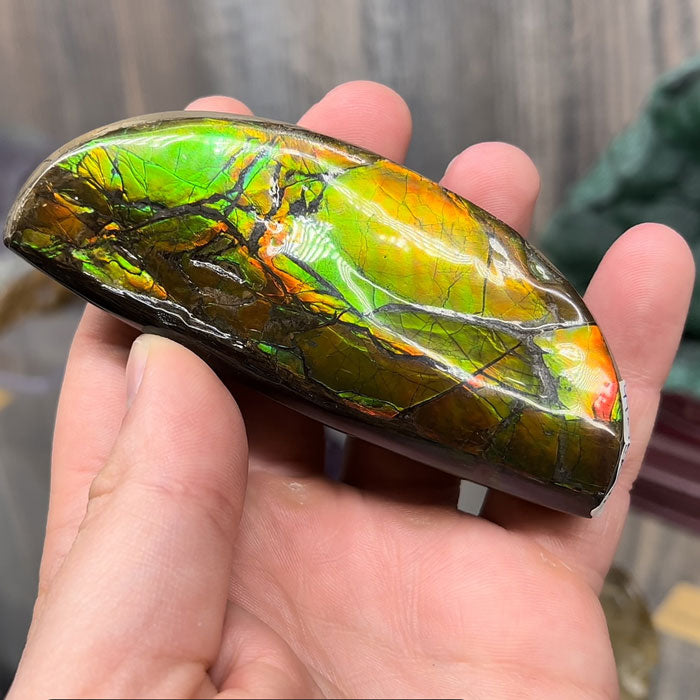 Fossil Ammonite from Canada